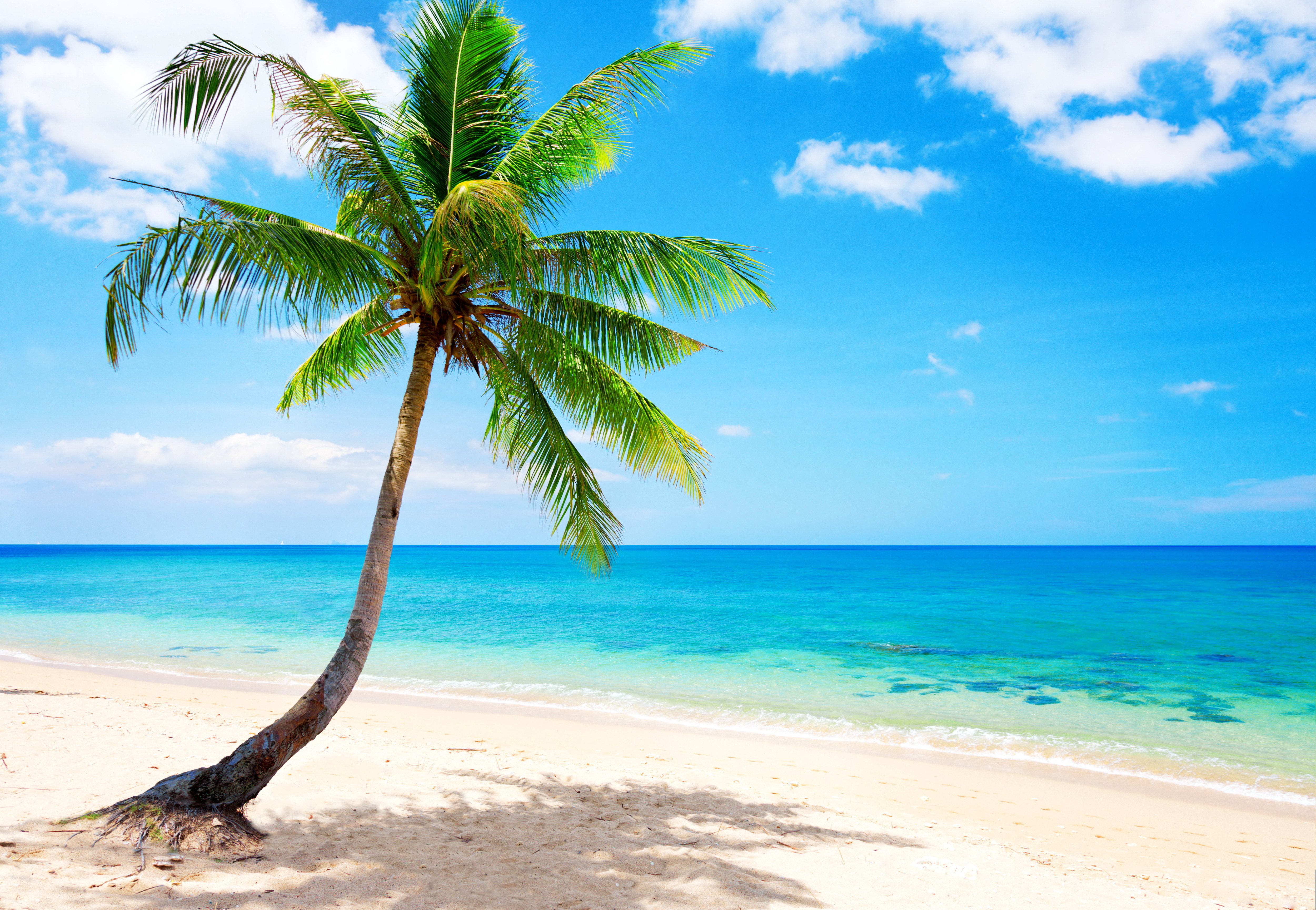 palm paradise emerald ocean tropical coast blue beach sea wallpaper