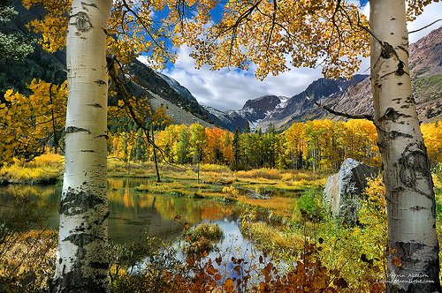 Aspen Trees Wallpaper Image Search Results