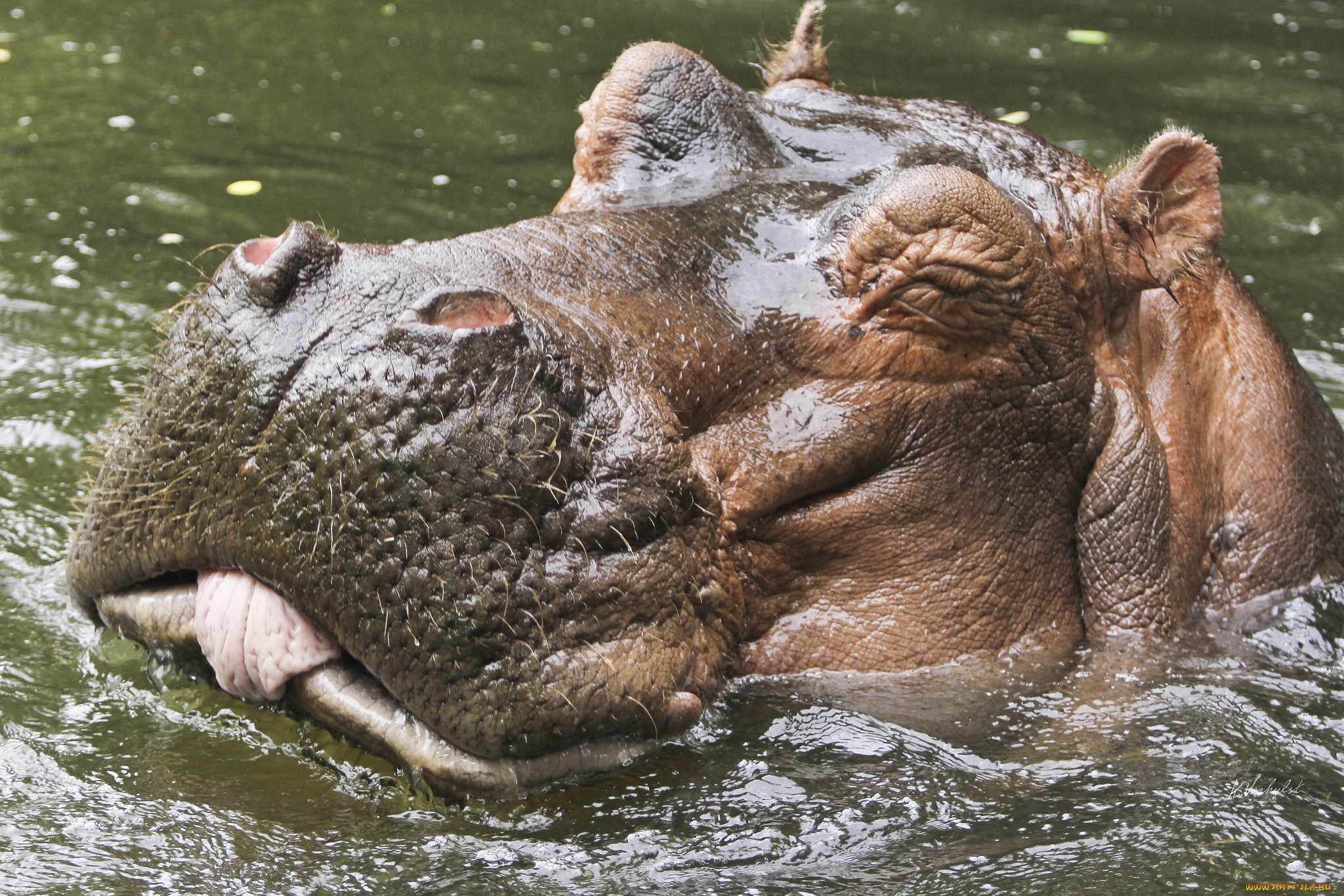 Hippopotamus Wallpaper Desktop
