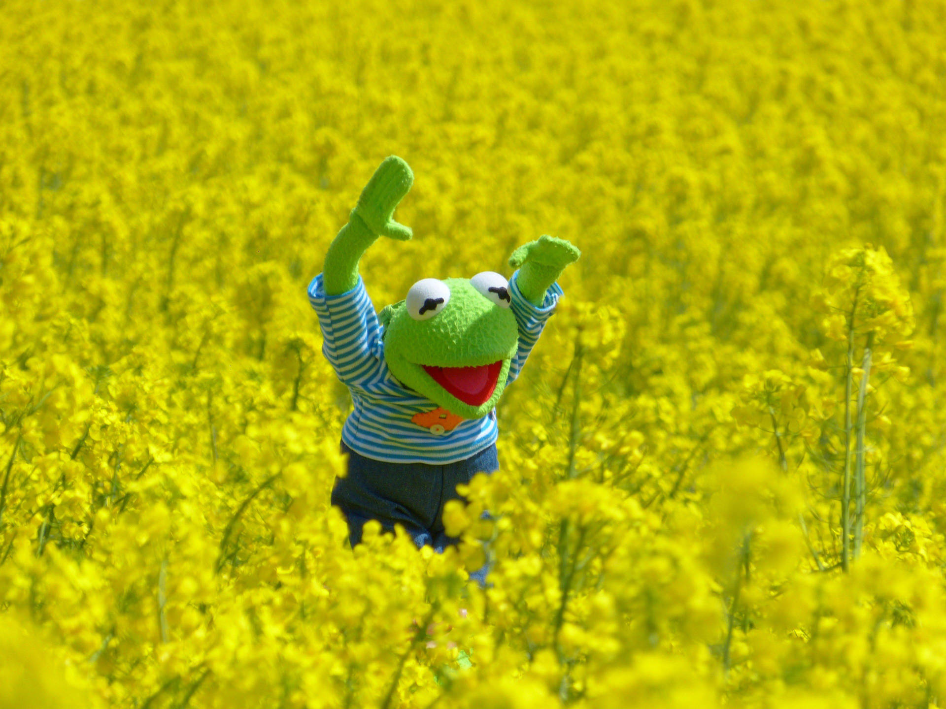 Kermit The Frog Wallpaper