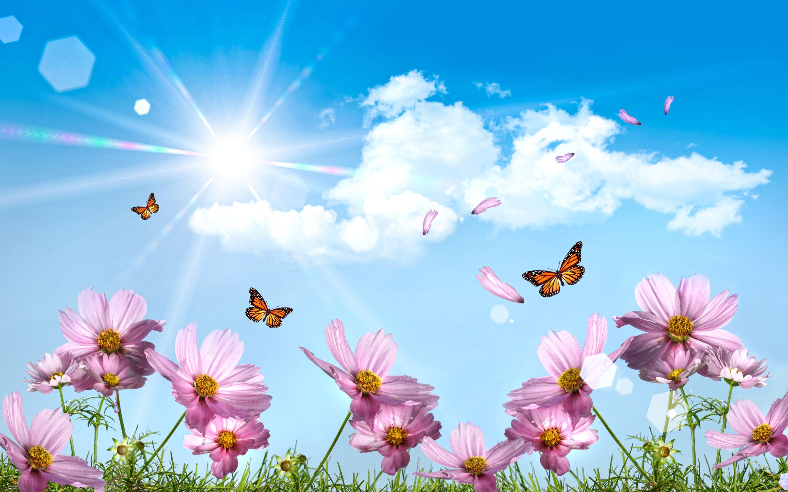 Butterflies Desktop Wallpapers 2560x1600