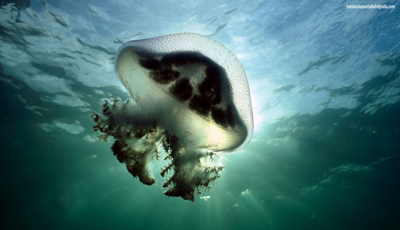 Stinger Jellyfish Australia X HD Widescreen Gratis