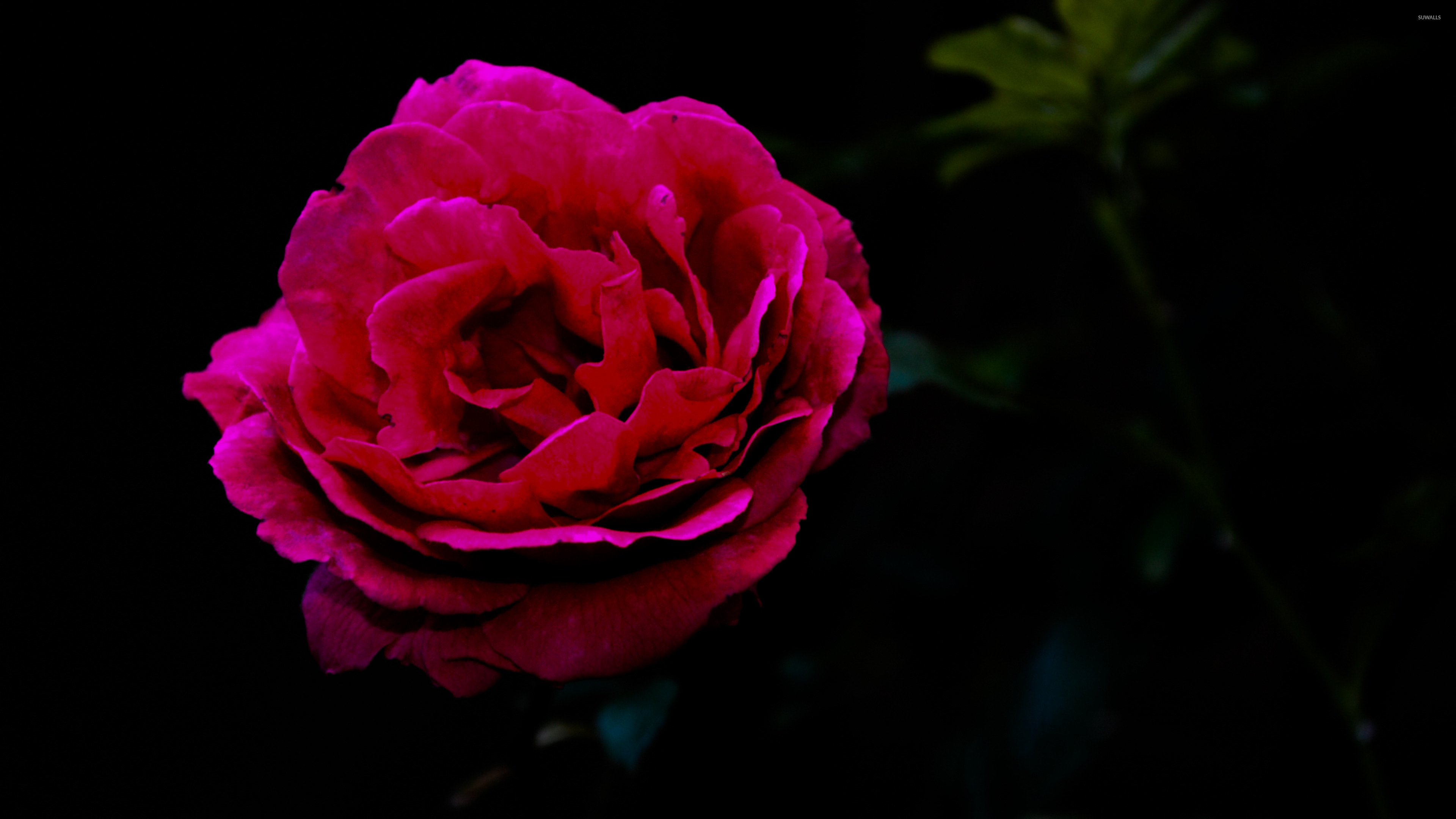 Single Red Rose Wallpaper Flower