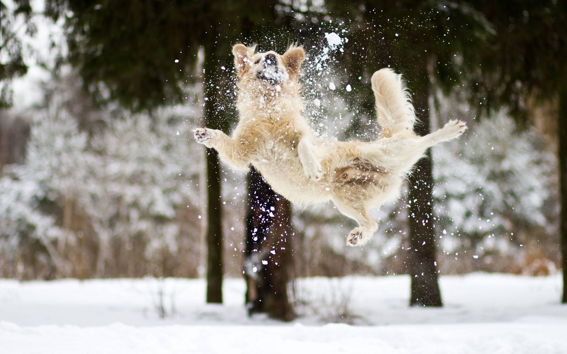 Dogs In Snow Dog Jumping