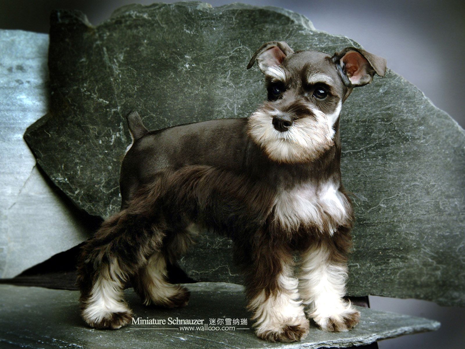 Schnauzer Wallpaper Top Background