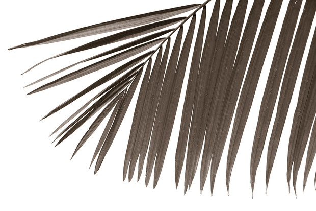 Palm Leaves   Sepia 620x413