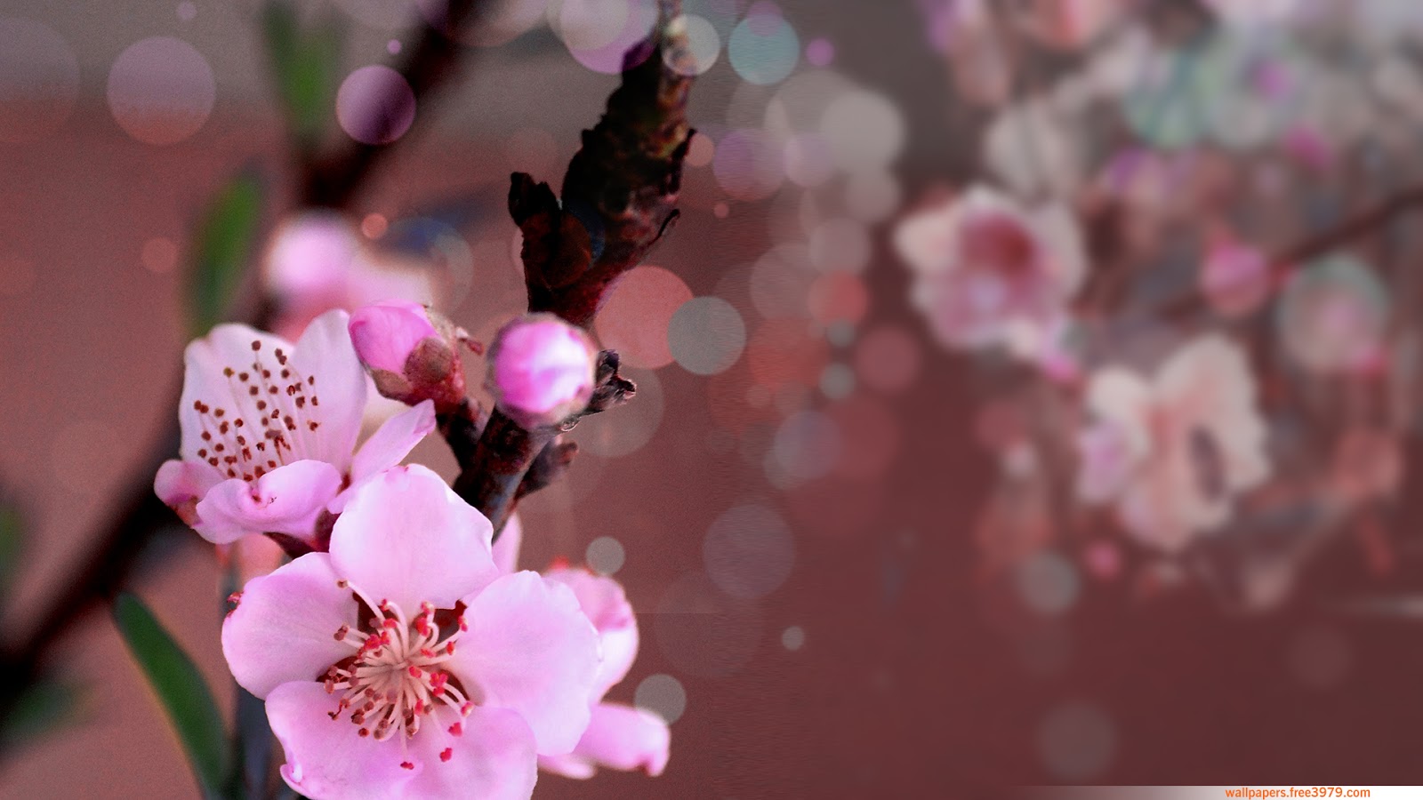 Peach Blossom Flower free wallpaper
