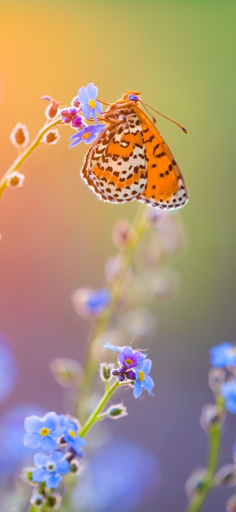Butterfly Wallpaper For iPhone