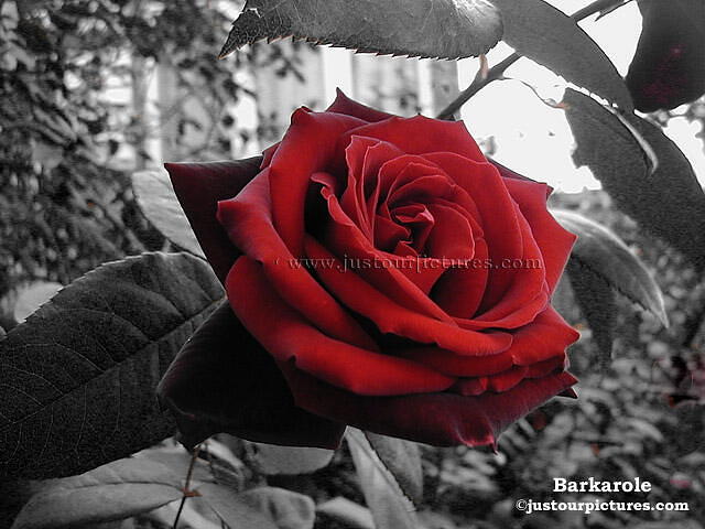  of Roses Barkarole red rose on black and white background picture