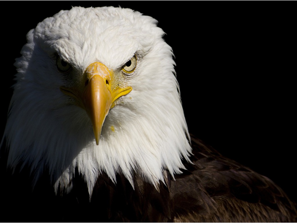 The Bald Eagle White Head Bird Of Prey HD Wallpaper