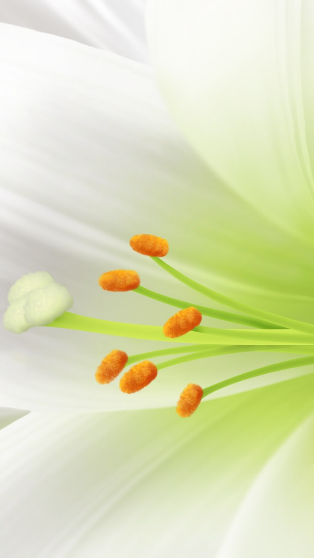 Lily Easter Flower iPhone 5s Wallpaper Download iPhone Wallpapers