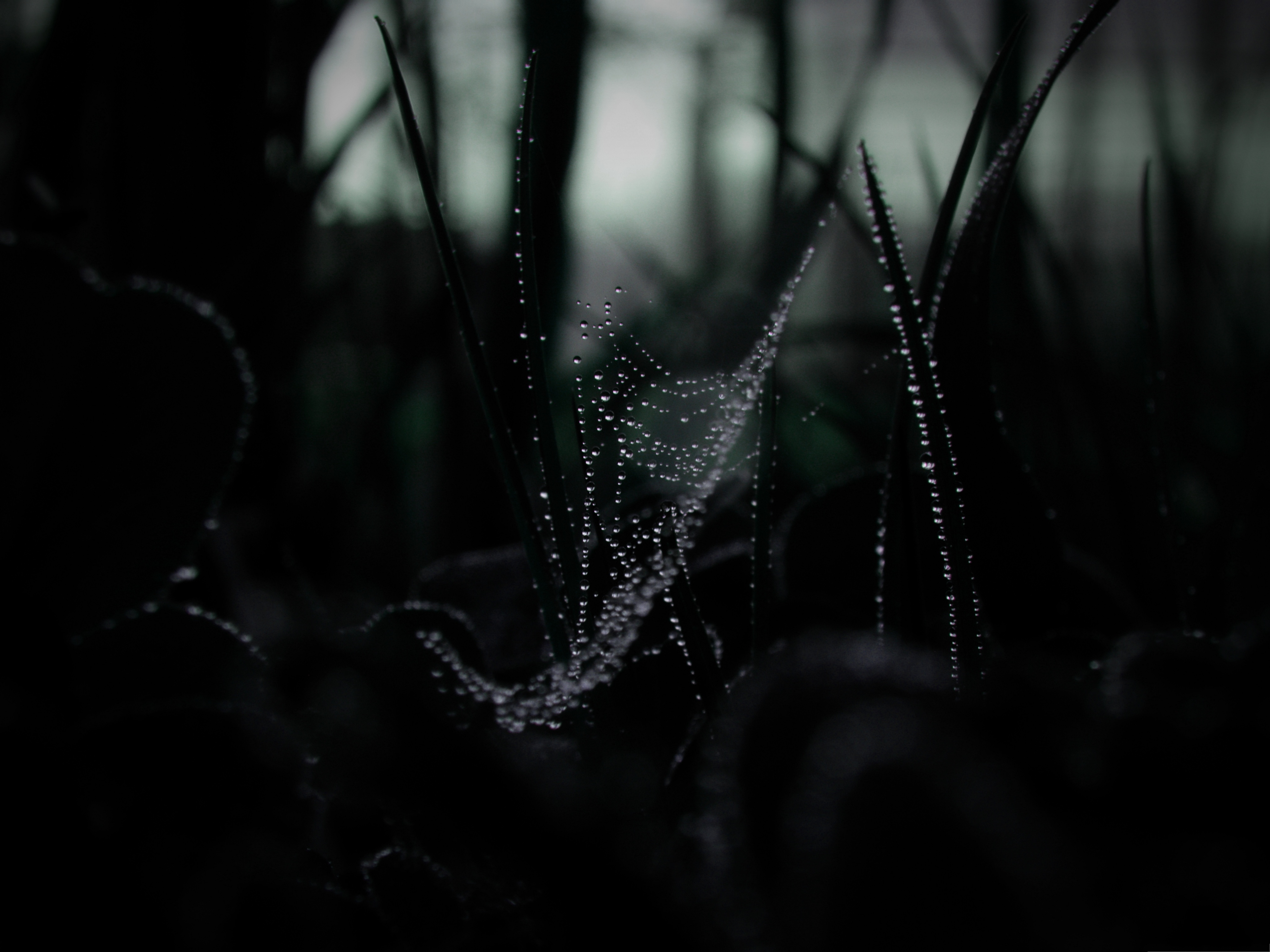 Puter Background Dew On Spider Web Dark Scene
