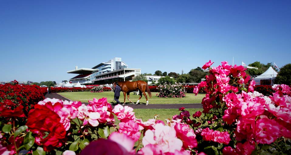 Horse Roses And At Flemington Racecourse