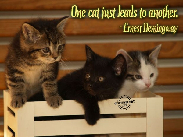 catsquotes cats quotes kittens graphics 1280x960 wallpaper Cats