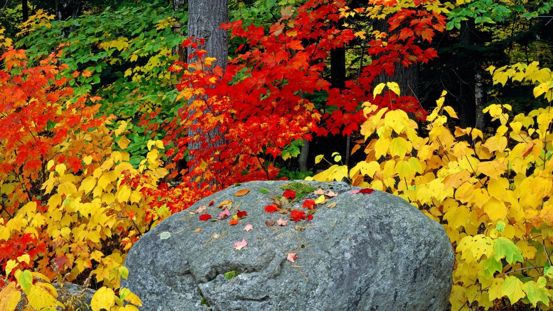 Fall Foliage Leaves Rock Adirondack Mountains Wallpaper Background