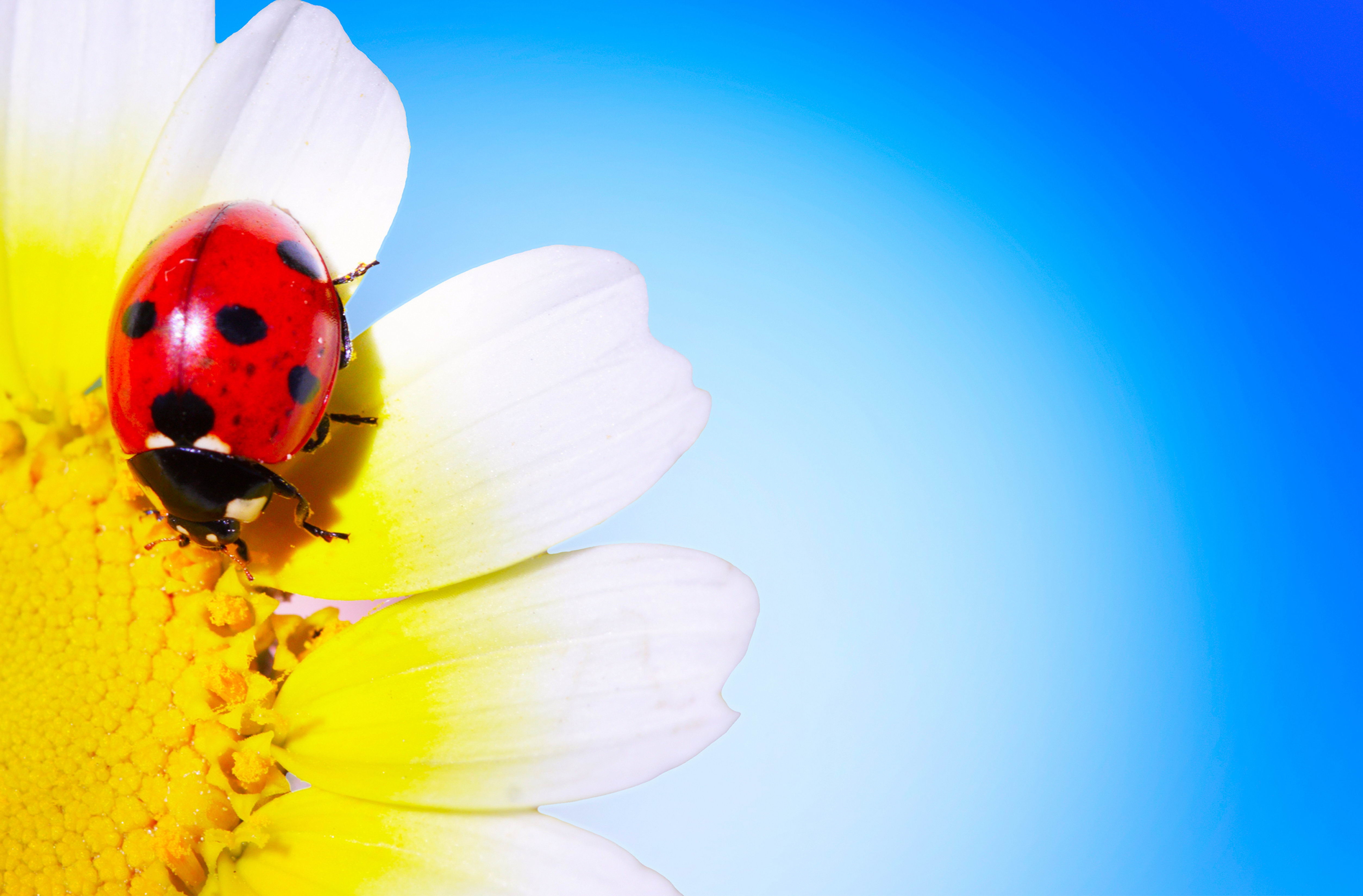 Ladybird Beetle Daisy Blue Background Stock Photos Image