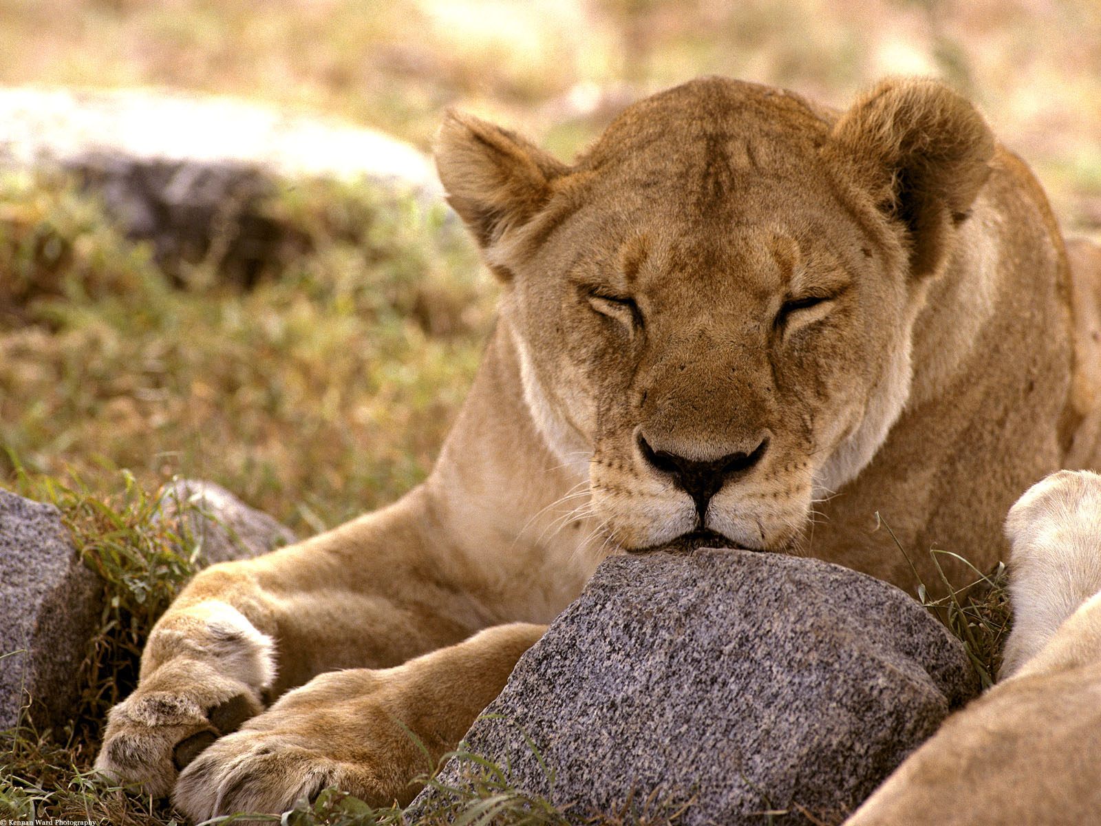 African Animals Wallpaper