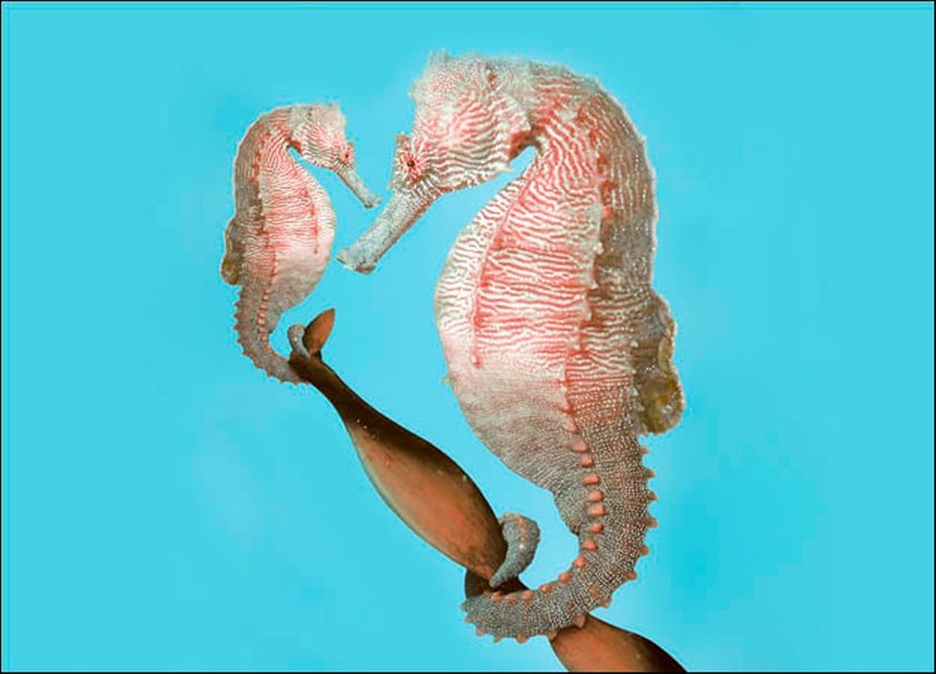 Seahorse Baby And Daddy Wallpaper