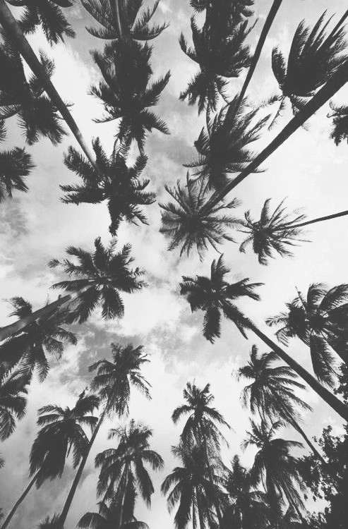 palm trees backgrounds