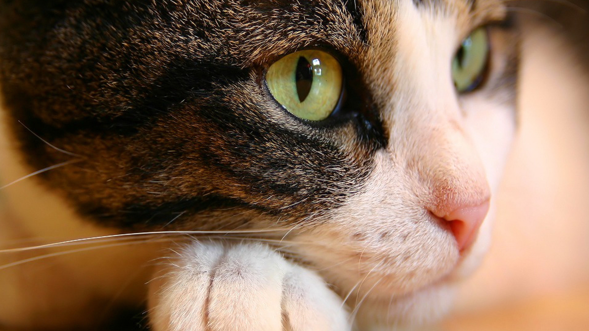 Cat Eyes Wallpapers HD Wallpapers