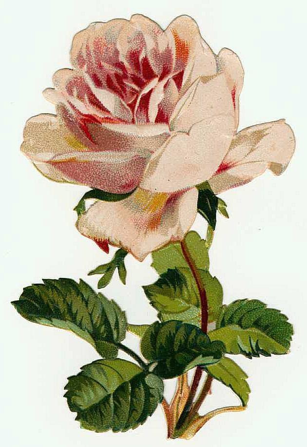 Pink Vintage Rose Yorkshire Wallpaper55 Best Wallpaper