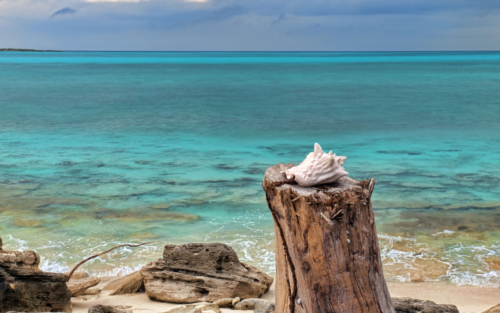 File Name Seashell Wallpaper
