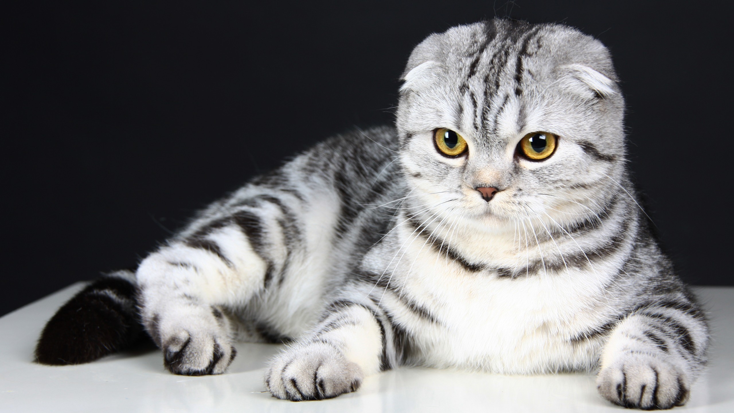 Wallpaper Scottish Fold Cat Kitten Eyes Gray Wool Cute