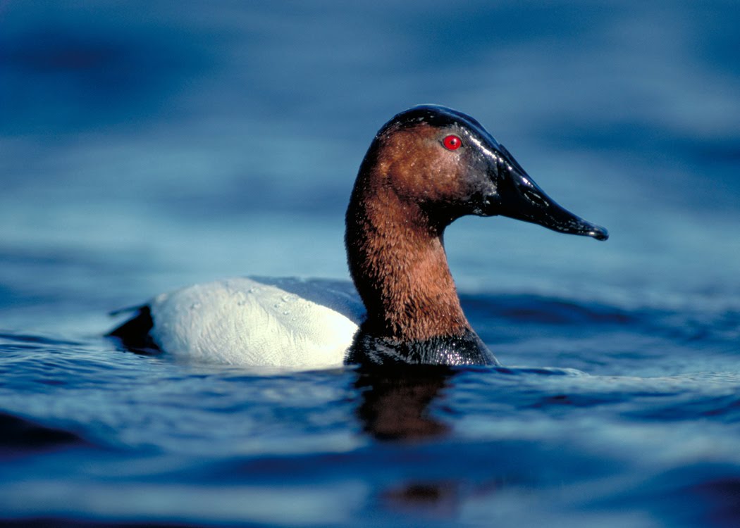 Wallpaper Ances S Back Duck And Pictures