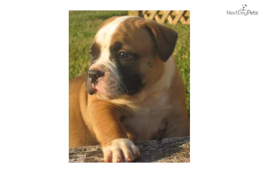 Image Of Bad To The Bone Ch Sired Male American Bulldog Picture