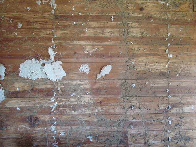 Or Cheap Paneling And Wallpaper Is Still In Pristine Condition