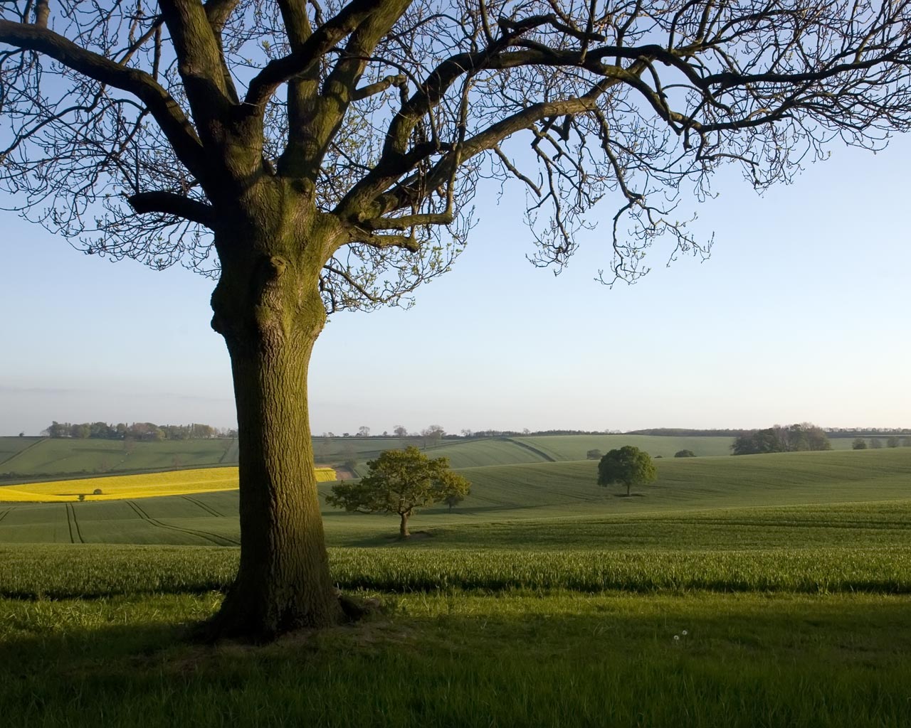 Oak Tree In The English Countryside Desktop Background