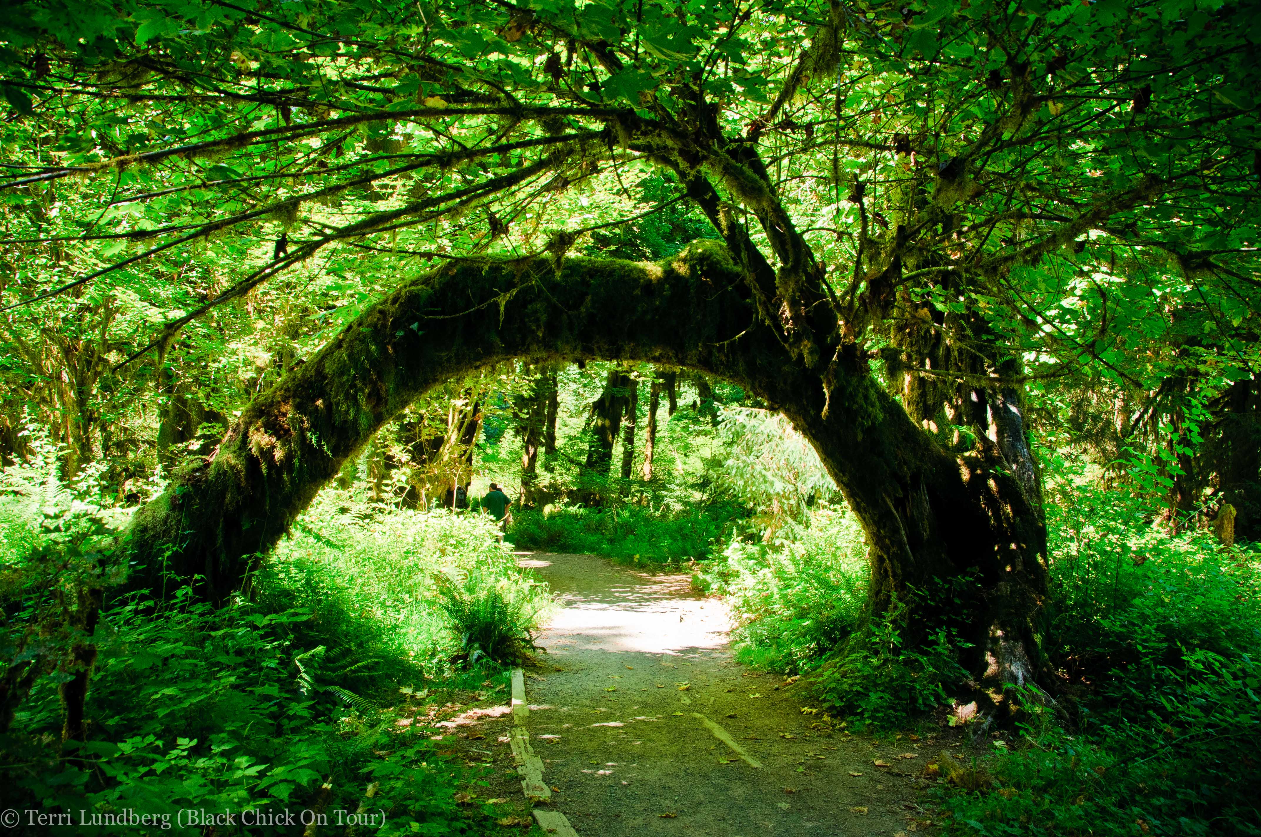 Tree Arch Hoh Rain Forest Jpg
