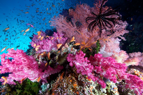 Colorful Coral Reef National Geographic Photo Contest