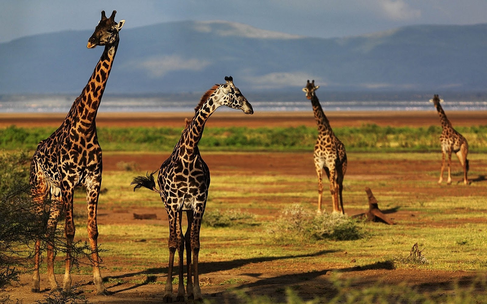 Desktop HD Wallpaper Met Giraffen In De Sahara