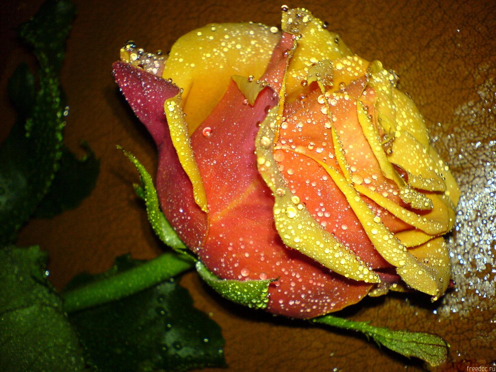 Yellow Beautiful Roses Wallpaper HD
