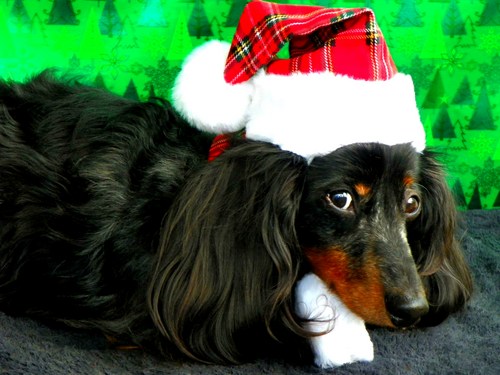 Description Dachshund Longhaired Puppyjpg Pictures