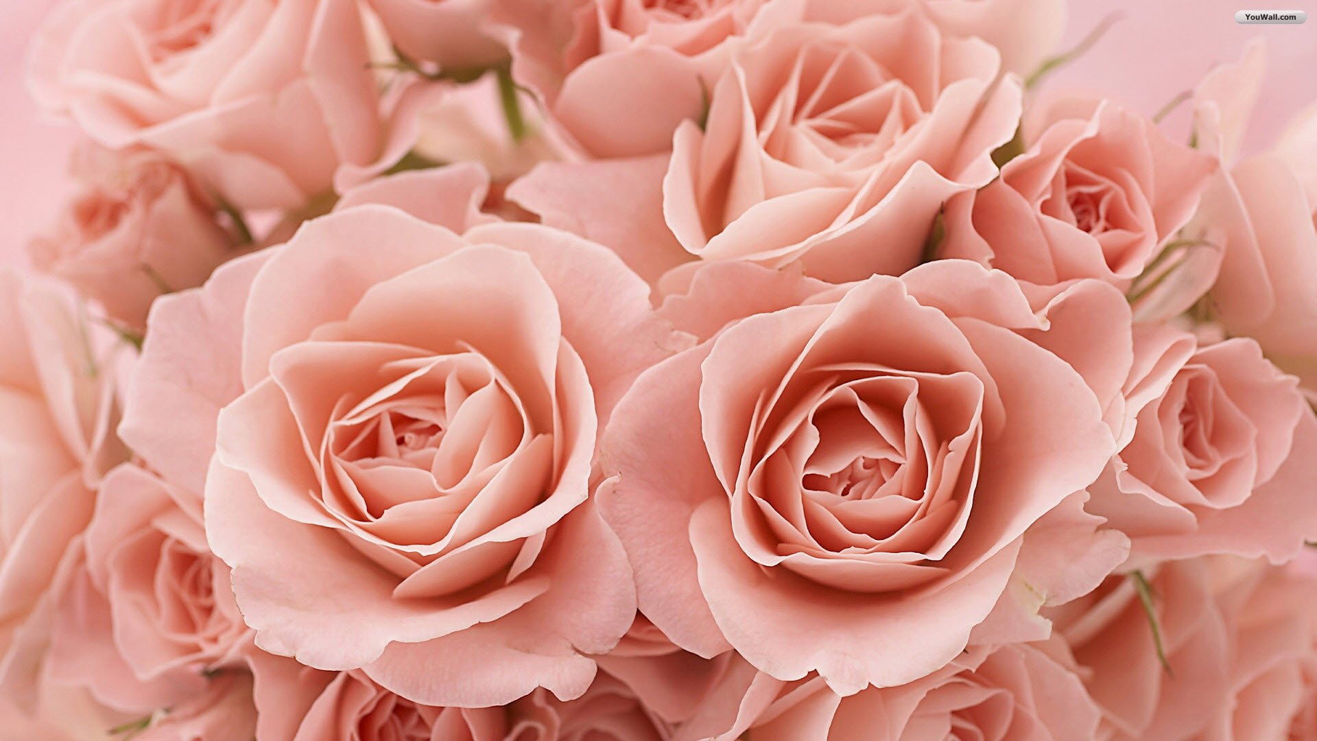 Roses Wallpaper Pink