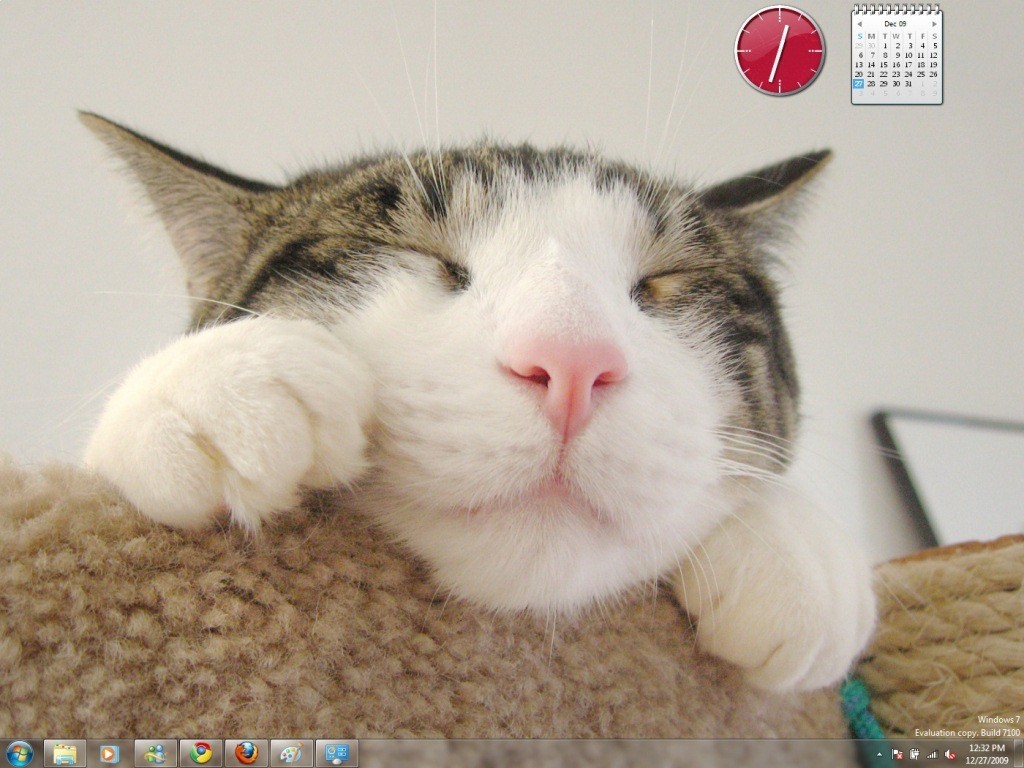 Cats Everywhere Windows Theme At Themes