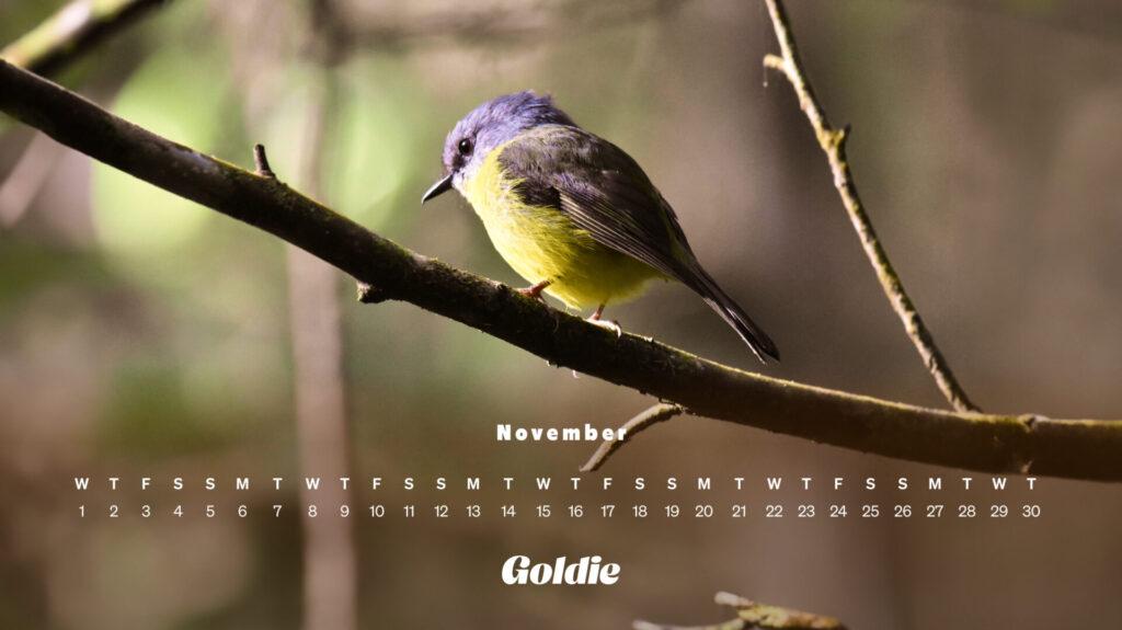 November Wallpaper Calendars Desktop Mobile