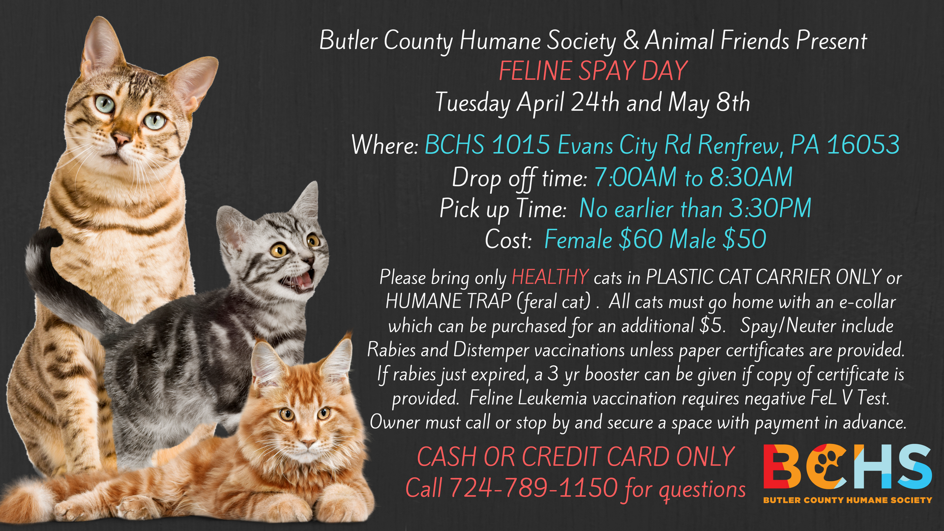 Bchs Animal Friends Feline Spay Day Butler County Humane Society
