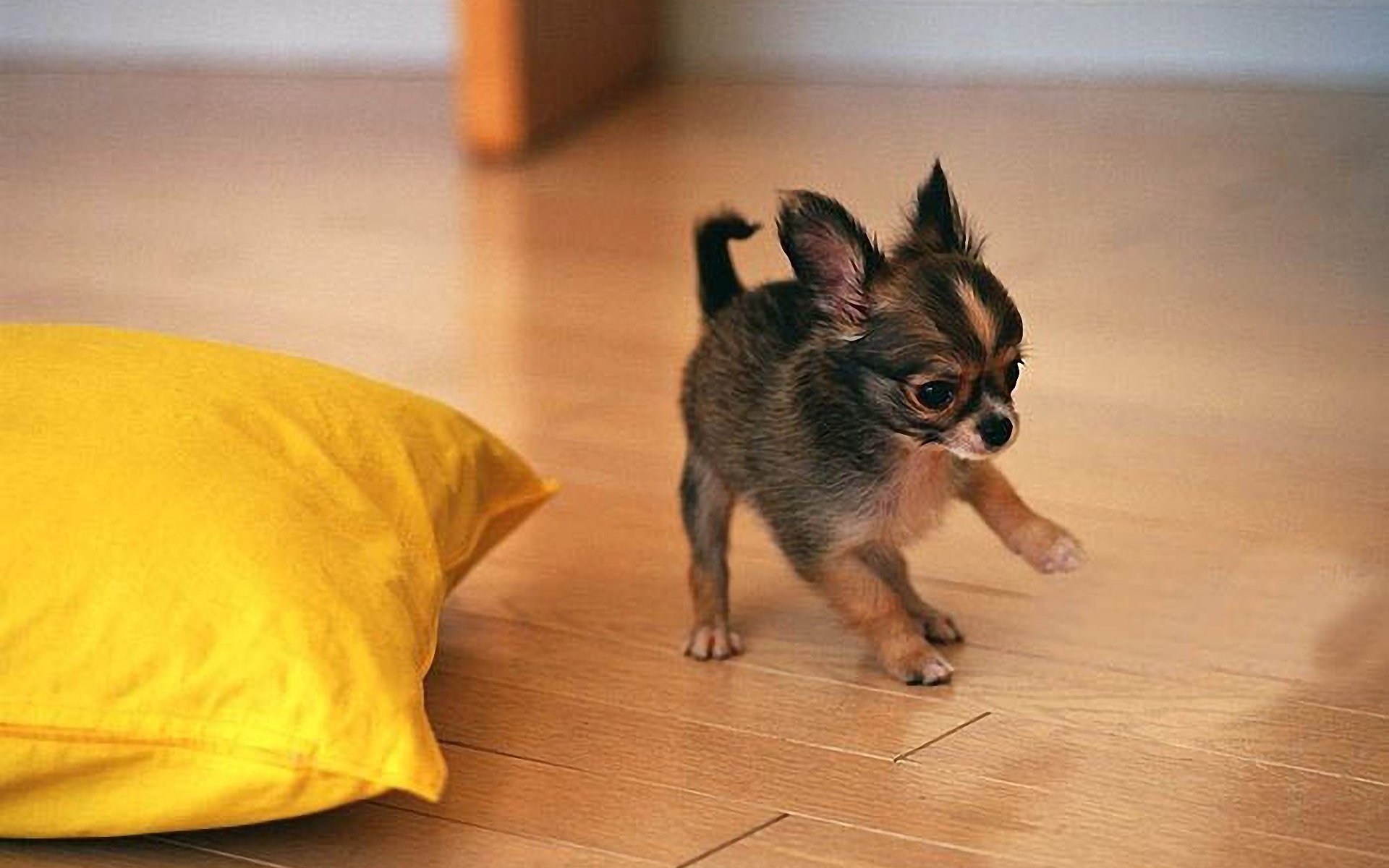 Cute Chihuahua Puppy Playing Wallpaper