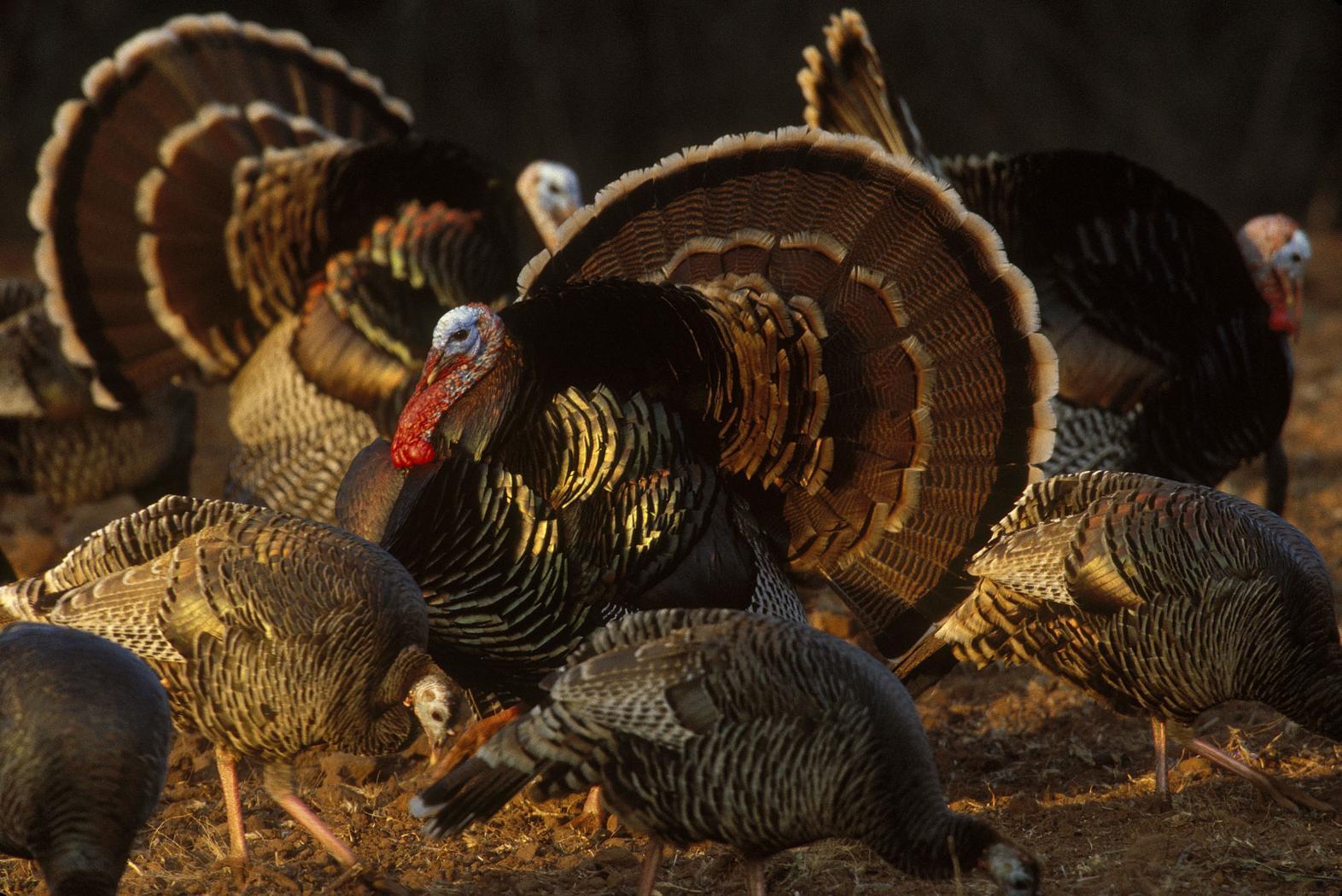 Turkeys Hunting Turkey