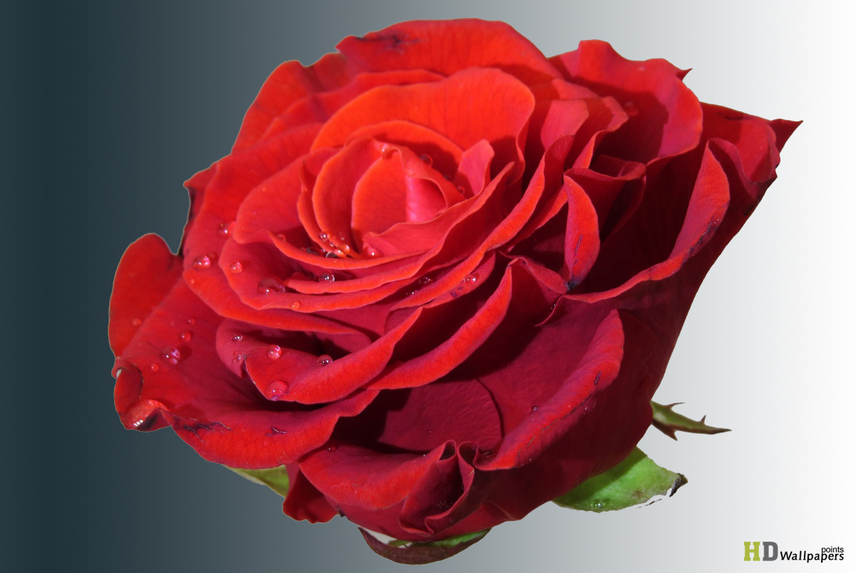 Fresh Red Roses Wallpapers HD Wallpaper