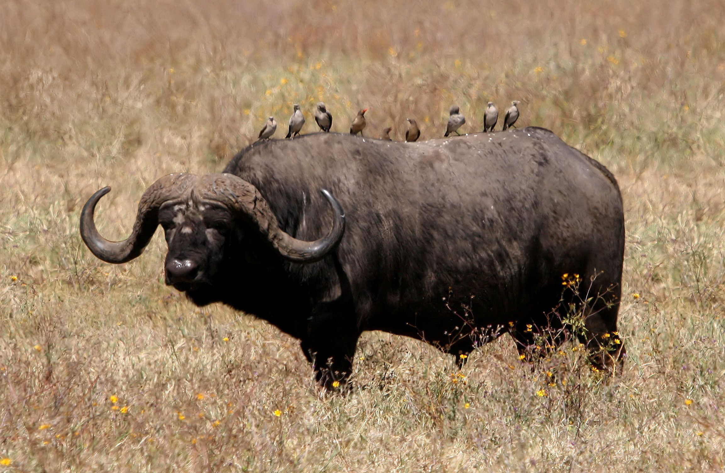 African Buffalo High Definition Wallpaper Cool Nature