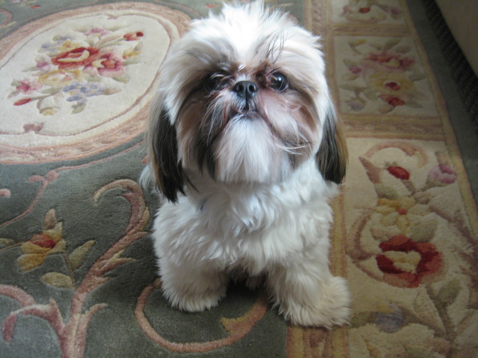 Cute Shih Tzu Wallpaper