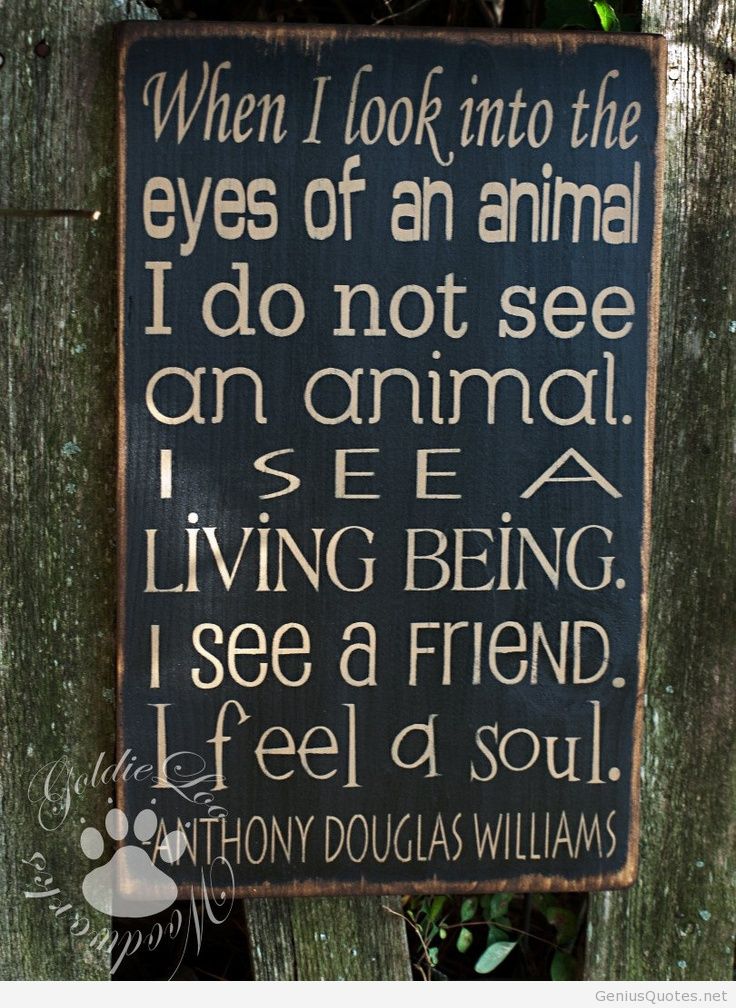 Animal Wallpaper Quote Genius Quotes