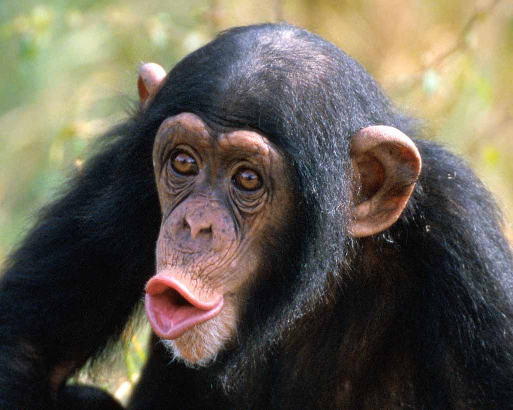 Funny Chimpanzee Animal