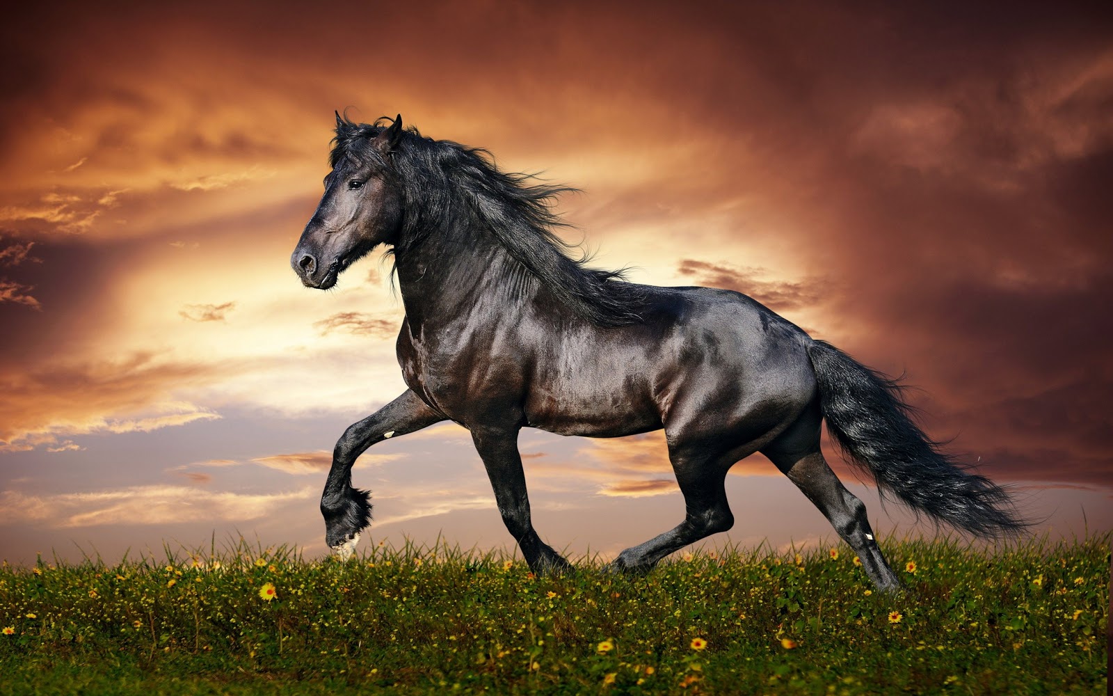 Shiny Black Horse Widescreen HD Wallpaper