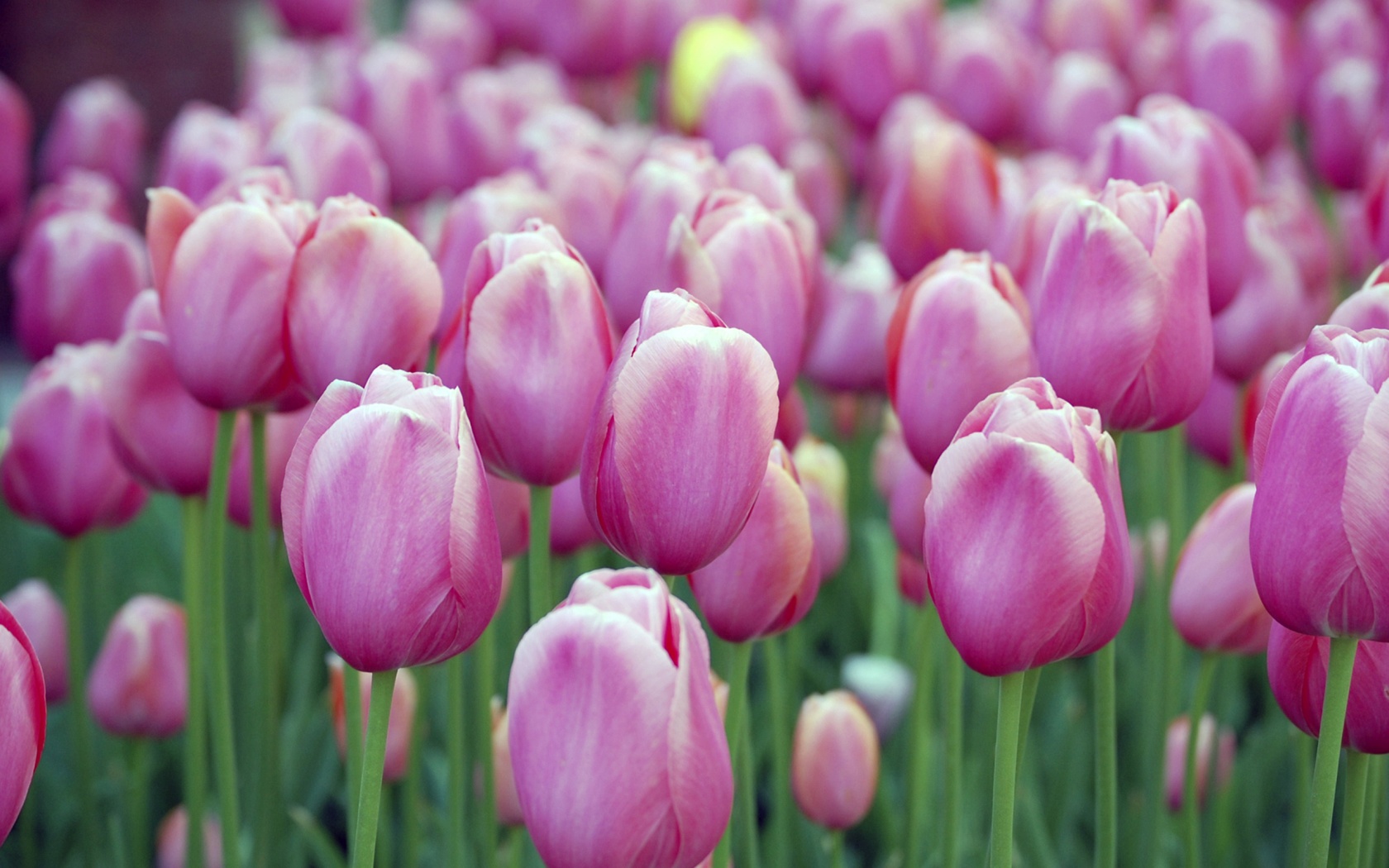 Pink Tulips Wallpaper HD