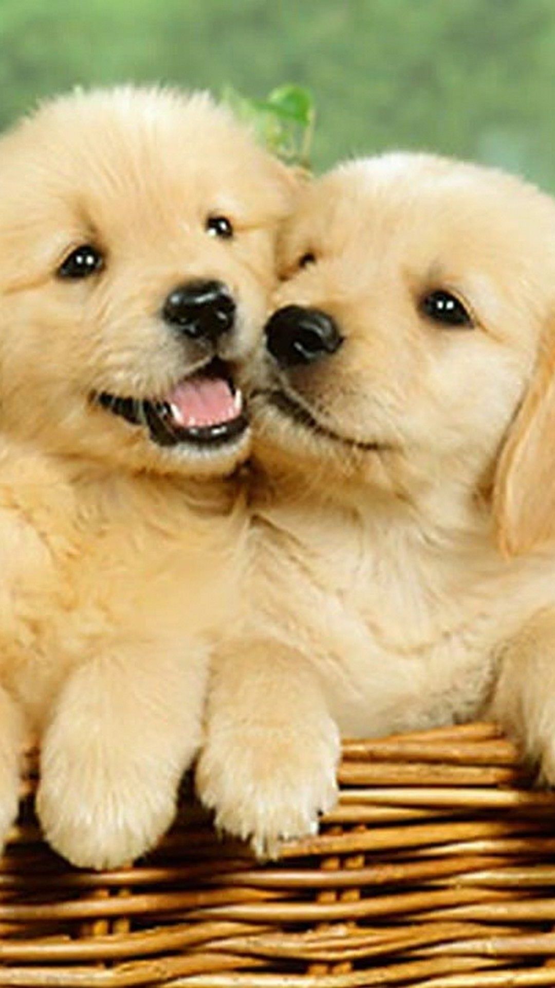 Two adorable golden retriever puppies cuddling in a wicker basket